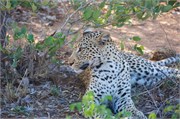 53_Lions-Leopards