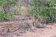 54_Lions-Leopards