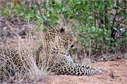 55_Lions-Leopards