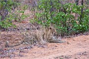 56_Lions-Leopards