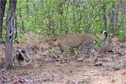 59_Lions-Leopards