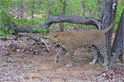 60_Lions-Leopards