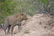 63_Lions-Leopards
