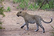 66_Lions-Leopards