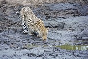68_Lions-Leopards