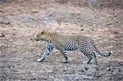 70_Lions-Leopards