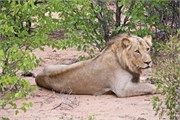 73_Lions-Leopards