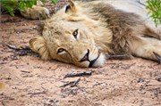 77_Lions-Leopards