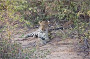 78_Lions-Leopards