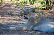 7_Lions-Leopards