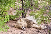 80_Lions-Leopards