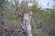 81_Lions-Leopards