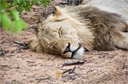 82_Lions-Leopards