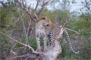 83_Lions-Leopards