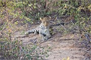 87_Lions-Leopards