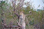 89_Lions-Leopards