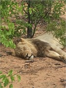 90_Lions-Leopards