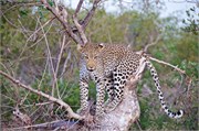 91_Lions-Leopards