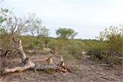 93_Lions-Leopards