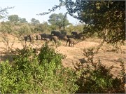 102_Elephants-Giraffes-Rhinos