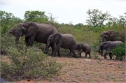 10_Elephants-Giraffes-Rhinos