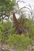 11_Elephants-Giraffes-Rhinos