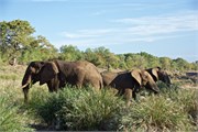 13_Elephants-Giraffes-Rhinos