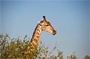 14_Elephants-Giraffes-Rhinos