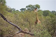15_Elephants-Giraffes-Rhinos