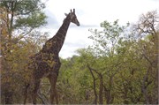 18_Elephants-Giraffes-Rhinos