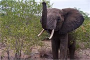 19_Elephants-Giraffes-Rhinos