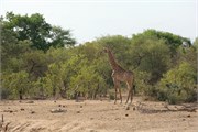 22_Elephants-Giraffes-Rhinos