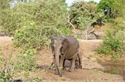 23_Elephants-Giraffes-Rhinos