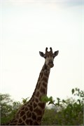 28_Elephants-Giraffes-Rhinos