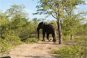 2_Elephants-Giraffes-Rhinos