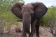 32_Elephants-Giraffes-Rhinos