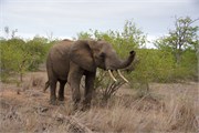 36_Elephants-Giraffes-Rhinos