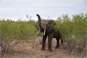 38_Elephants-Giraffes-Rhinos