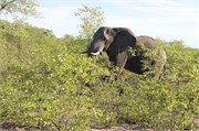 3_Elephants-Giraffes-Rhinos