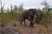42_Elephants-Giraffes-Rhinos