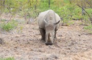 43_Elephants-Giraffes-Rhinos