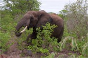 46_Elephants-Giraffes-Rhinos