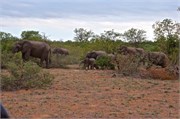 47_Elephants-Giraffes-Rhinos