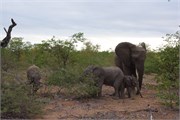 50_Elephants-Giraffes-Rhinos