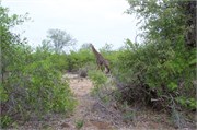 51_Elephants-Giraffes-Rhinos
