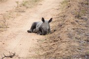 54_Elephants-Giraffes-Rhinos