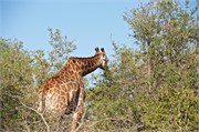 55_Elephants-Giraffes-Rhinos
