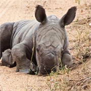 61_Elephants-Giraffes-Rhinos