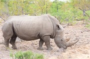63_Elephants-Giraffes-Rhinos