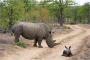 64_Elephants-Giraffes-Rhinos